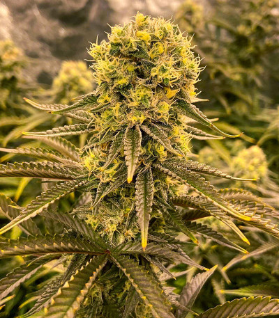 Семена сорта Glue Kripple fem (Dr. Krippling Seeds)