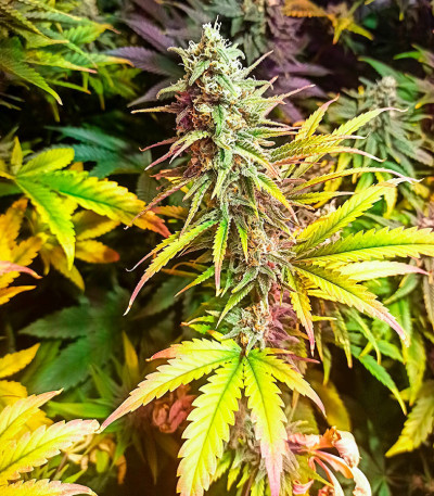 Семена сорта Gorilla Cookies Fast fem (High Speed ​​Buds)