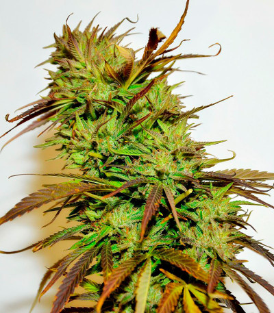 Семена сорта Krystalica reg