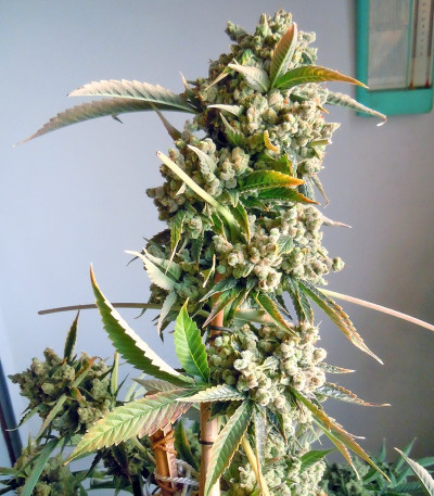 Сорт каннабиса Laughing Buddha 