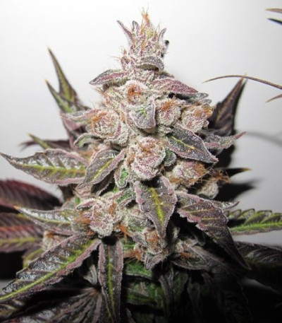Семена сорта Mendocino Purple Kush fem