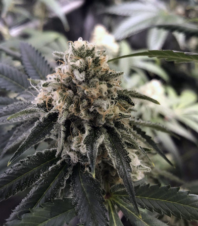 Семена сорта Wedding Gelato fem (RQS)