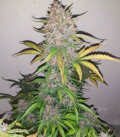 Семена сорта Banana Purple Punch Auto fem (FastBuds)