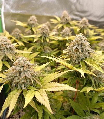 Семена сорта Papaya Cookies Auto fem (FastBuds)