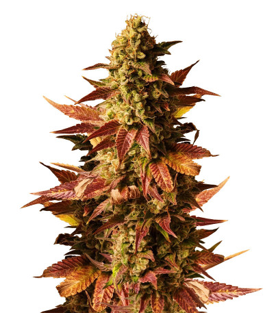 Семена сорта Gelato #45 fem (Barney's Farm)