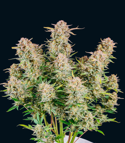 Семена сорта Bruce Banner Auto fem