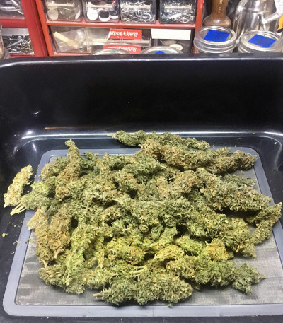 Семена сорта Original Glue Auto fem (Nirvana Seeds)