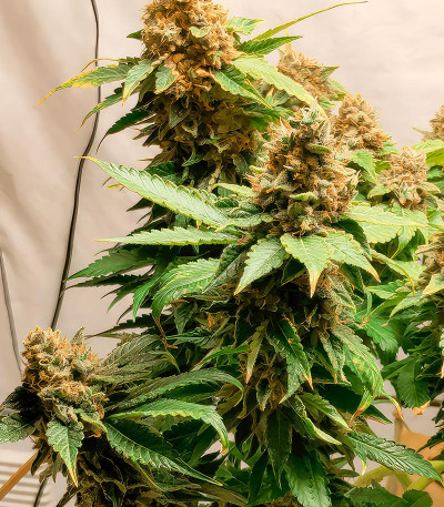 Семена сорта Glue Sherbert fem (AlphaFem Seeds)