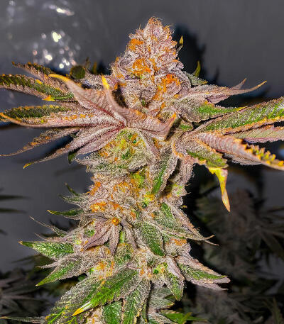 Семена сорта Lemons fem (UKHTA)