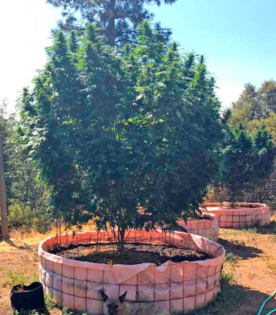 Семена сорта Sapphire OG fem (Humboldt Seed Organization)