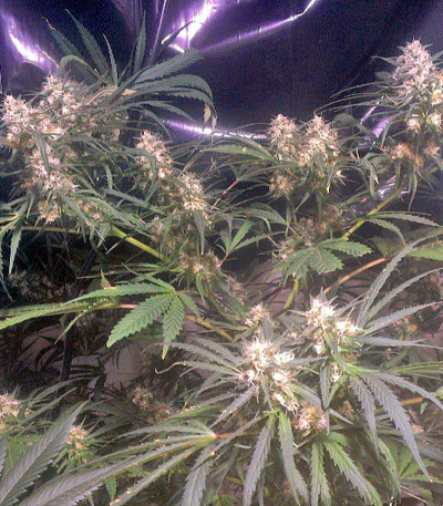 Семена сорта Swiss Cheese fem