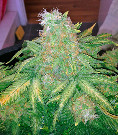 Семена сорта Big Bang fem (Green House Seeds)