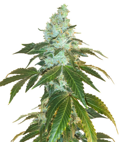 Семена сорта Flashberry reg (Mandala Seeds)