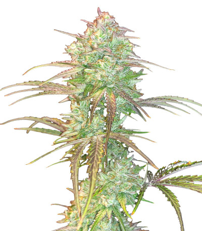 Семена сорта Grateful Dead Auto fem (High Speed ​​Buds)