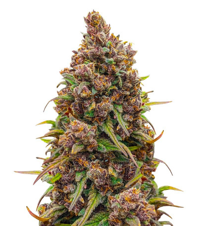 Семена сорта Gorilla Berry Auto fem