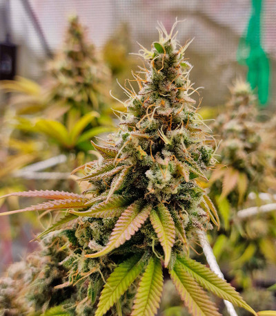 Семена сорта Apple Fritter Fast Version fem (7CH American)