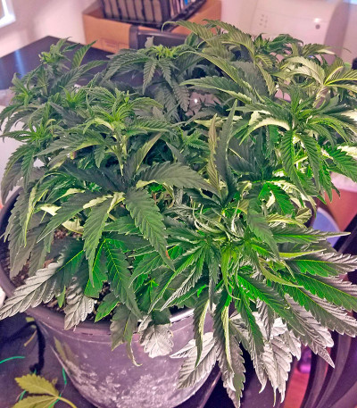 Семена сорта Blackberry fem (Nirvana Seeds)