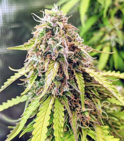 Семена сорта Gorilla Glue Auto fem