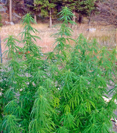 Семена сорта Wonder Woman fem (Nirvana Seeds)