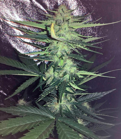 Семена сорта Big Devil #2 Auto fem (Sweet Seeds)