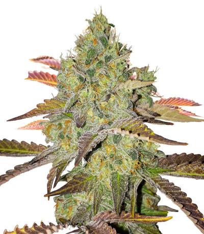 Семена сорта Grand Daddy Purple Fast Version fem (Семяныч)