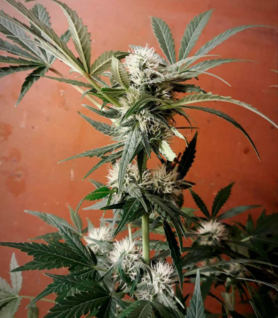 Семена сорта Holy Punch fem (Green House Seeds)