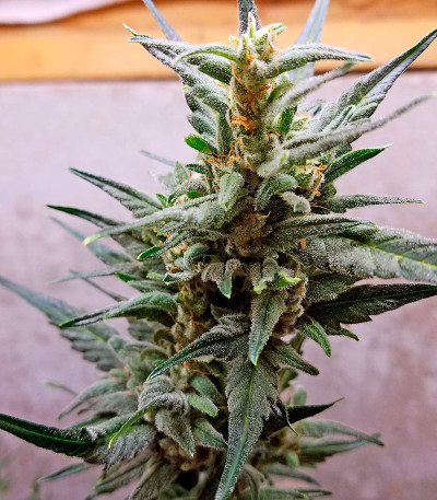 Семена сорта Auto Chocolate Skunk fem (00 Seeds)