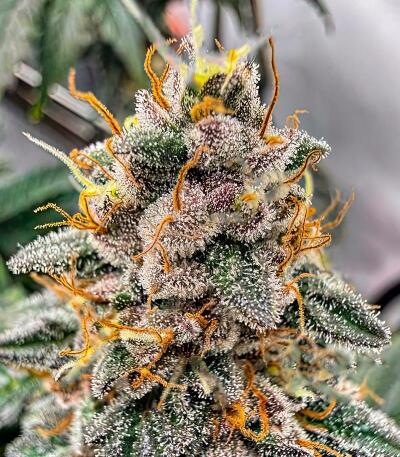 Семена сорта Mandarin Cookies fem (7CH American)
