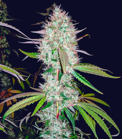 Семена сорта Za-Za OG fem (Herbies Seeds)