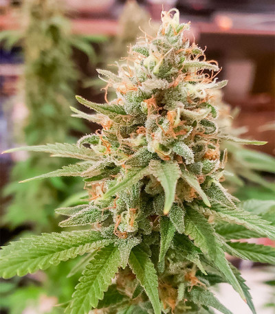 Семена сорта Florida Sunrise Auto fem (7CH American)