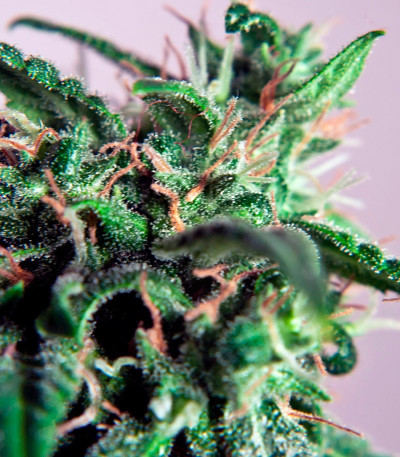 Семена сорта PolarLight #3 Auto fem