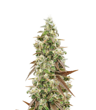 Семена сорта Blueberry fem (Dutch Passion)