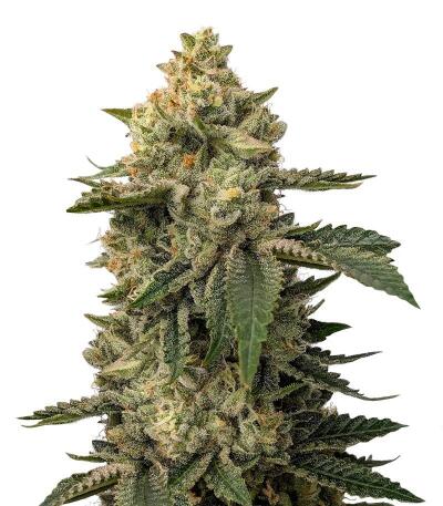 Семена сорта Grease Monkey Autoflower fem (Easy Grow Seeds)