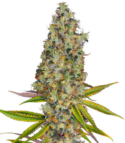 Семена сорта Rainbow Road fem (Paradise Seeds)