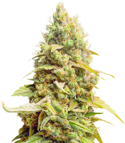 Семена сорта Johnny Cage Auto fem (Семяныч)