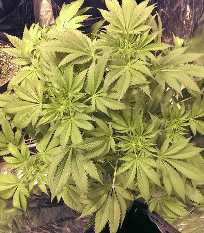 Семена сорта Big Bud fem (Vision Seeds)