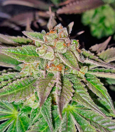 Семена сорта Ghost Train Haze fem (Seedkeepers)