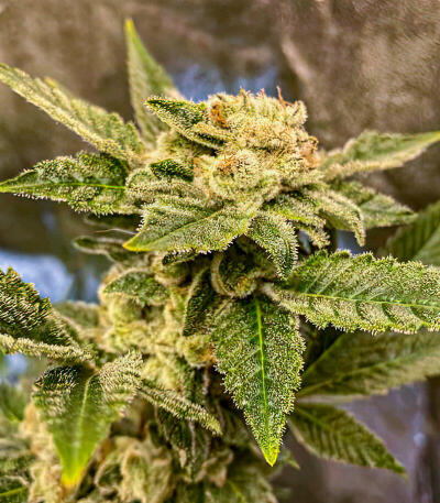 Семена сорта Louis XIII fem (7CH American)