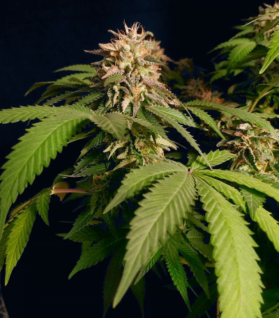 Семена сорта Runtz Punch fem (Herbies Seeds)