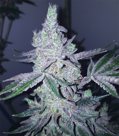 Семена сорта Triple G fem (Royal Queen Seeds)