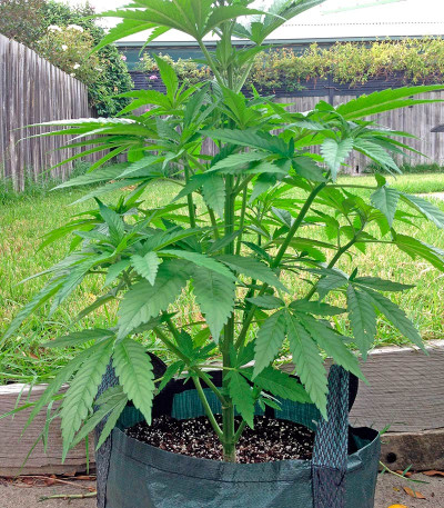 Семена сорта White Widow regular (Nirvana Seeds)