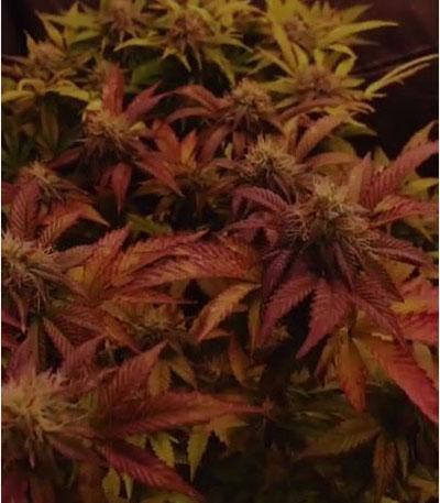 Семена сорта AK 48 fem (Nirvana Seeds)