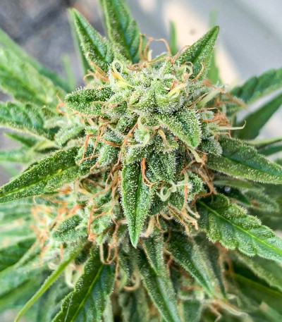 Семена сорта Auto Chocodope fem (Victory Seeds)