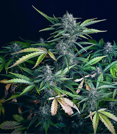 Семена сорта Big Satana Auto fem (Семяныч)