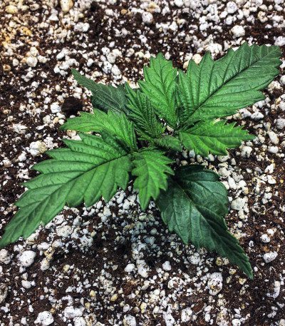 Семена сорта Bruce Banner #3 fem (Original Sensible Seeds)