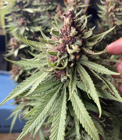 Семена сорта Girl Scout Cookies Auto fem (Nirvana Seeds)