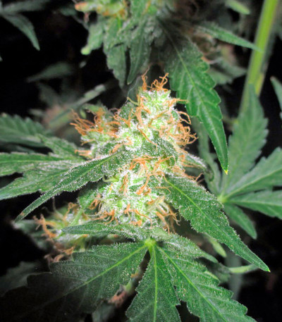 Семена сорта Pineapple Skunk reg (Humboldt Seeds)