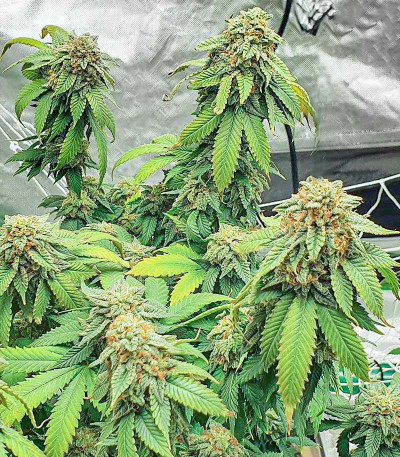 Семена сорта Watermelon Zkittlez fem