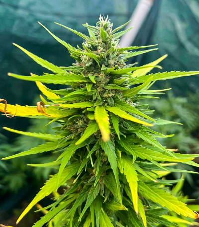 Семена сорта Original Moby Dick Auto fem (FastBuds)