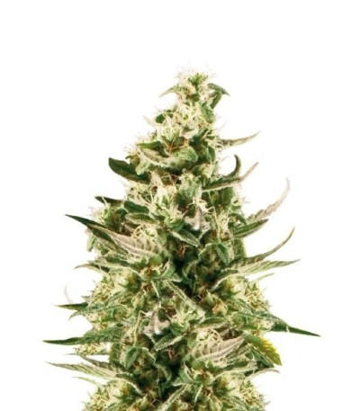 Семена сорта Royal Critical Automatic fem (Royal Queen Seeds)